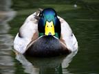 A duck, not to be confused with an architect