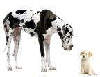 istock great dane
