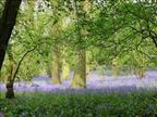 Alne Wood Park