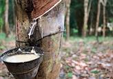 Natural rubber is a renewable material extracted from the sap of the Pará rubber tree.