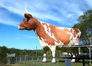 Big Cow1