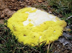 Slime mould could become a kind of organic computer.