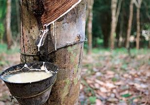 Natural rubber is a renewable material extracted from the sap of the Pará rubber tree.
