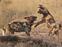 Jackals fighting