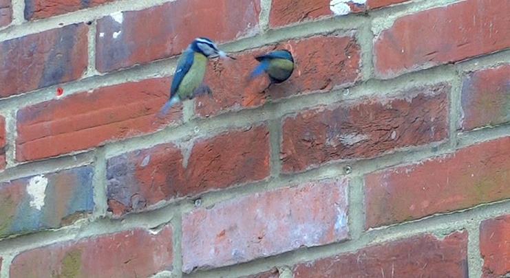 product spotlight brick bird and bat boxes technical product spotlight brick bird and bat boxes technical